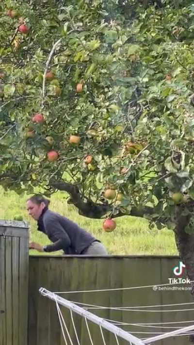 Apple thief