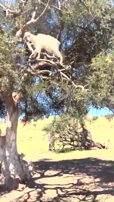 ?Goats climb trees in Morocco to eat Argon nuts that make of 84% of their diet