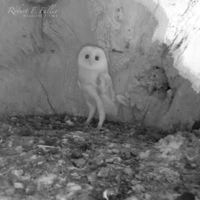 ? Barn Owl is scared of an approaching Thunderstorm.