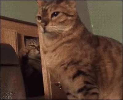 Unsuspecting floof
