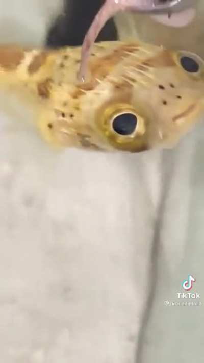 Squid day