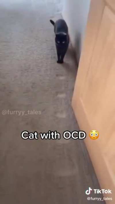 Obsessive Cat Disordering