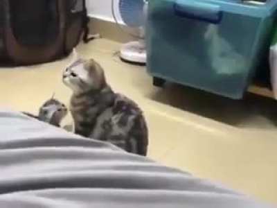 Do I have a baby you said?