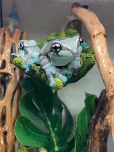 ? Amazon Milk Frog