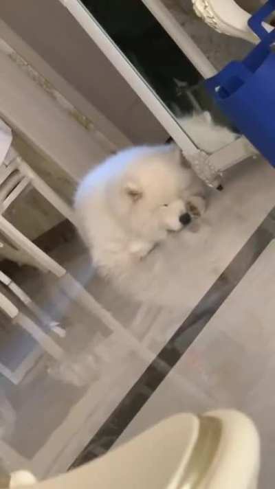 ? When no one is around to boop his snoot, he boops it himself.