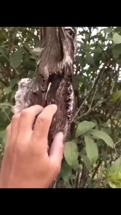 This weird Bird looks like a tree in the day, and start hunting in night