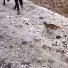 A crazy cat !!