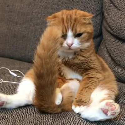 How this kitty sits