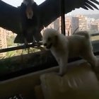 ? Condors show up in apartment window in Chile ?