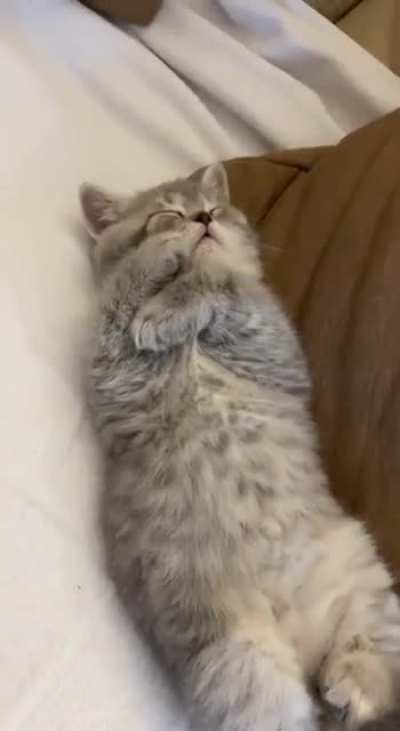 kitten ❤️?