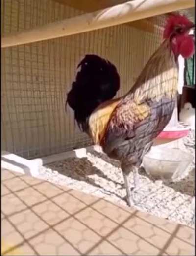 Geting cocky and trying to impress the chicks