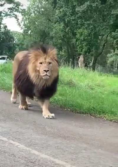 ? His Majesty