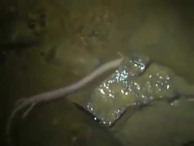 ?Olms are cave-dwelling salamanders that can go 10 years without food, and potentially live for 100 years