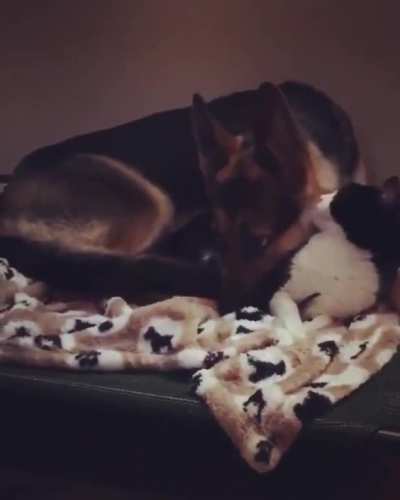 That's a fur pillow
