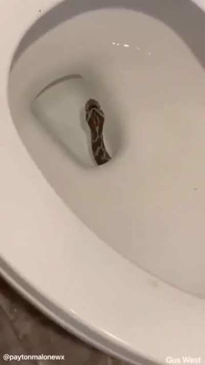 I always thought this was an irrational fear of mine...apparently not. A man out in west Texas found this. ???