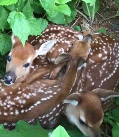 ? A cozy pile of fawns
