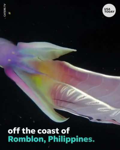 ? Rare Blanket Octopus