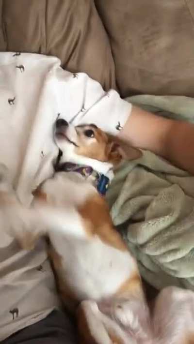 The "stop petting your dog" challenge is a daily event in my household