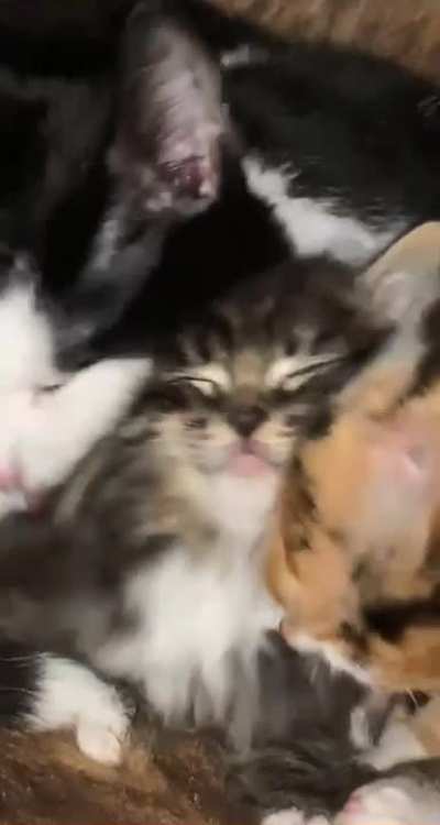 Kitty accepting the love given to it ?