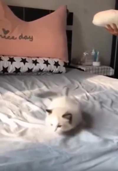 Floof