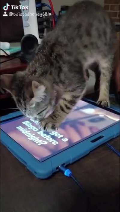 Cats better at this than me. ?