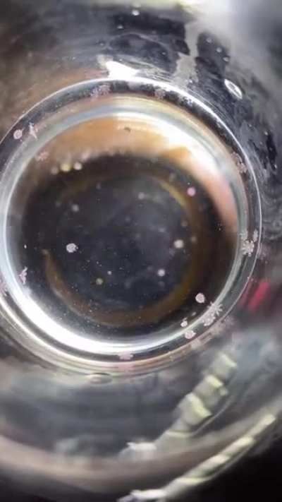 ? This Jellyfish Larvae