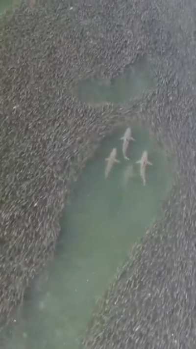 ? Sharks swimming through a school of fish