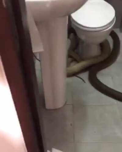 Oops...I’ll use another toilet, sorry