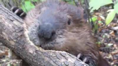 ? Wild beaver chews through a fallen tree
