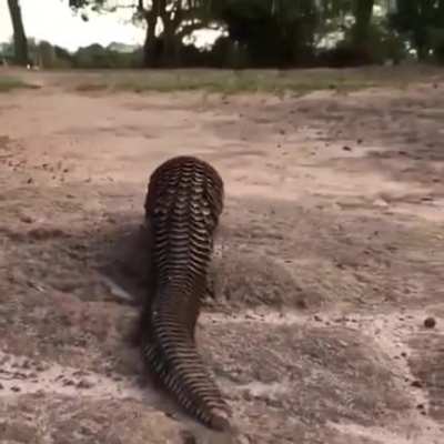 ? The incredible but endangered Pangolin
