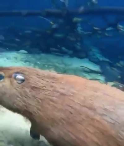 ? A capybara swimming
