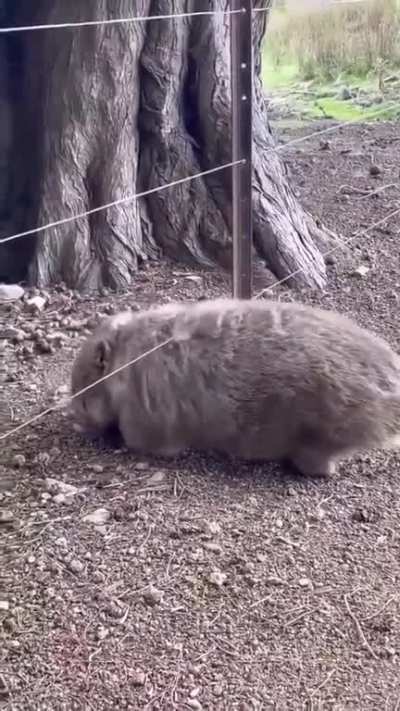 Wire scratches feel awesome, said the wombat