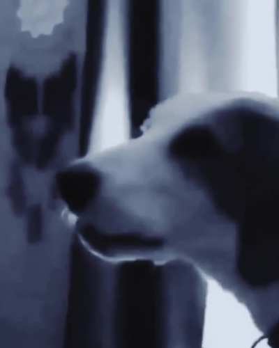 Poor dog he realized he couldn’t fool his human anymore ??.