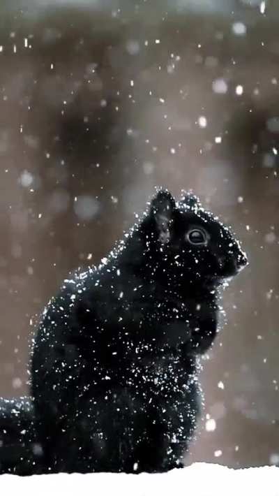 ?Black squirrels are a melanistic subgroup of squirrels with black coloration on their fur