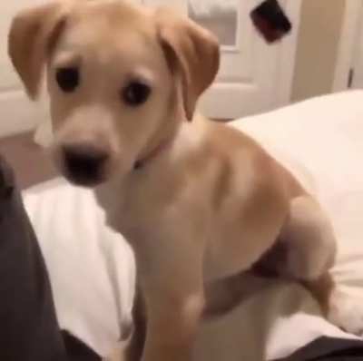 Doggy learning to howl