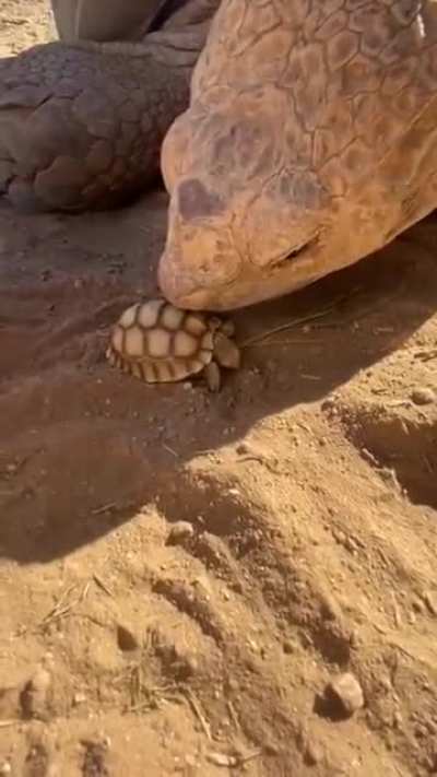 ?Parent turtle meets his new born turtle ?. The size difference ?