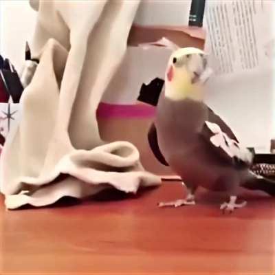 Happy birb