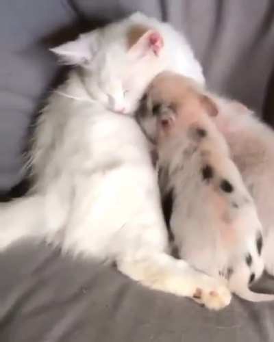 Love is to stay together. My pig babies, Our cat parent.