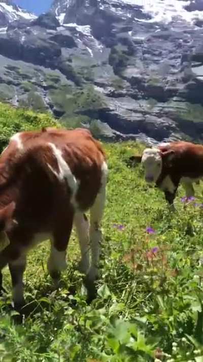 ? The Oeschinensee Lake is one of the highlights of Switzerland. What a beautiful view!
