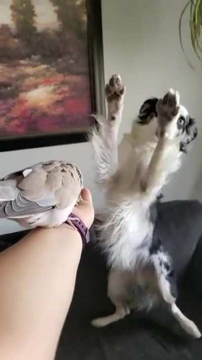 Milo's reaction in the background makes the whole clip. ?