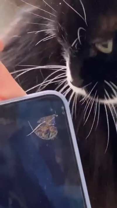 WCGW letting your cat bite your laptop
