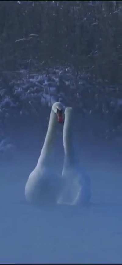 ?Mute Swans (Cygnus olor), China