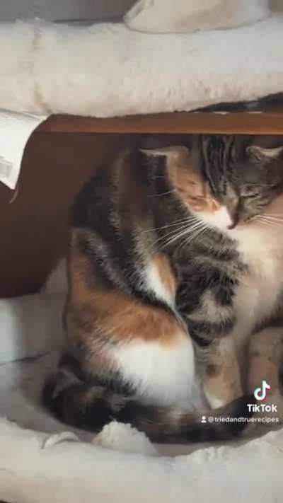 Call the police…4 cat laws broken in 4 minutes.