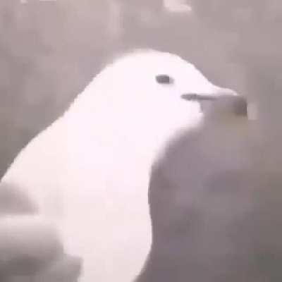 BirdUp
