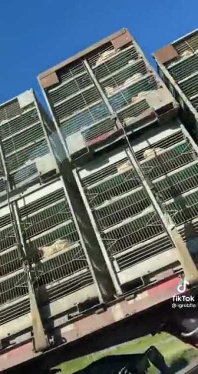 Look at all those chickens