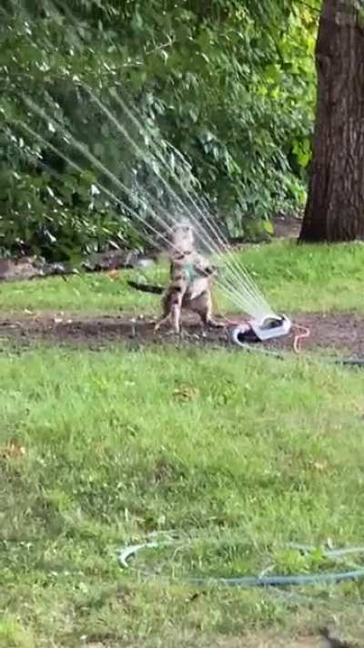 My cat lost a fight with the sprinkler