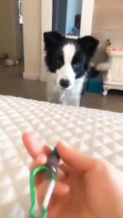 Do it again, hooman! YAY!!!! ?
