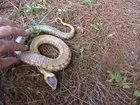 ? Western Hog-nosed snake insists he's dead