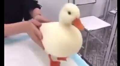 The perfect duck doesn't exi-