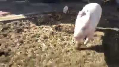 This little piglet named "Guy" was recently rescued by Iowa Farm Sanctuary. One of the older rescues, George, has taken Guy under his wing and they have become close friends.